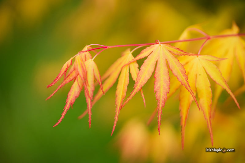 Acer palmatum 'Alan's Gold' Pinebark Japanese Maple
