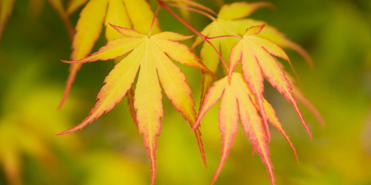 Buy Acer palmatum Alans Gold Pinebark Japanese Maple — Mr Maple │ Buy  Japanese Maple Trees