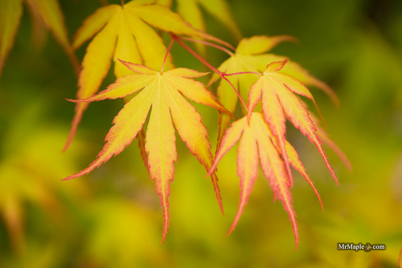 Acer palmatum 'Alan's Gold' Pinebark Japanese Maple