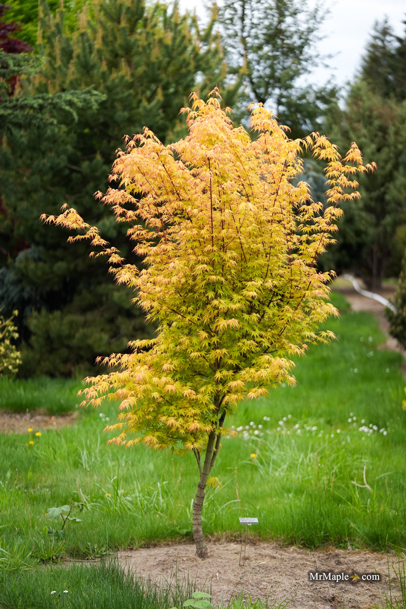 Buy Acer palmatum Alans Gold Pinebark Japanese Maple — Mr Maple
