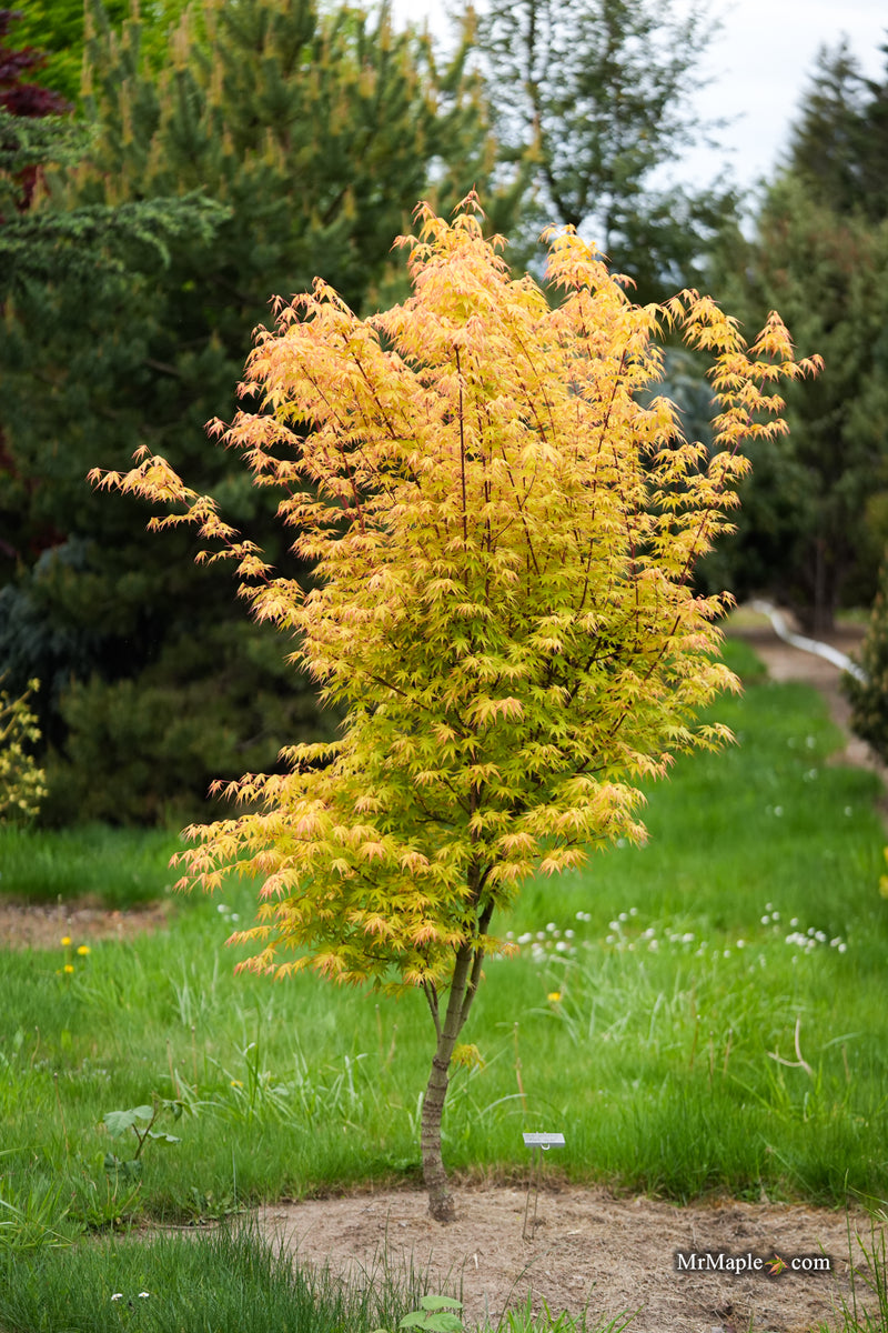 Acer palmatum 'Alan's Gold' Pinebark Japanese Maple