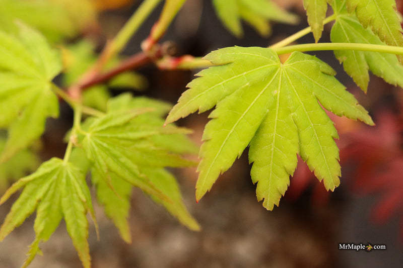 Acer palmatum 'All Saints' Japanese Maple