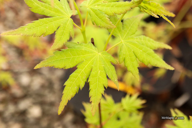 Acer palmatum 'All Saints' Japanese Maple