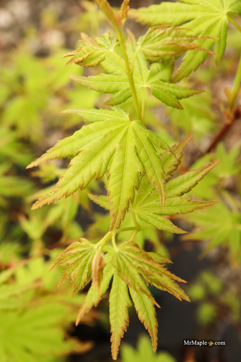 Acer palmatum 'All Saints' Japanese Maple