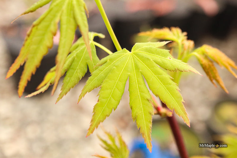 Acer palmatum 'All Saints' Japanese Maple
