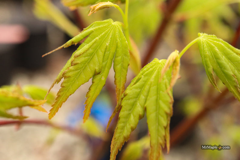 Acer palmatum 'All Saints' Japanese Maple