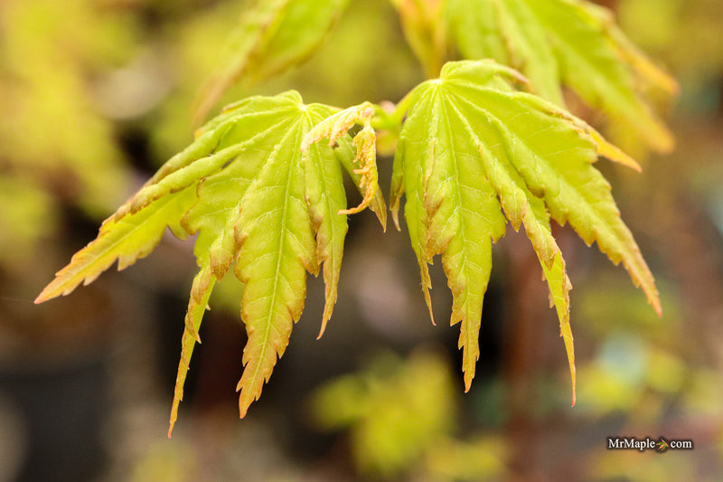 Acer palmatum 'All Saints' Japanese Maple