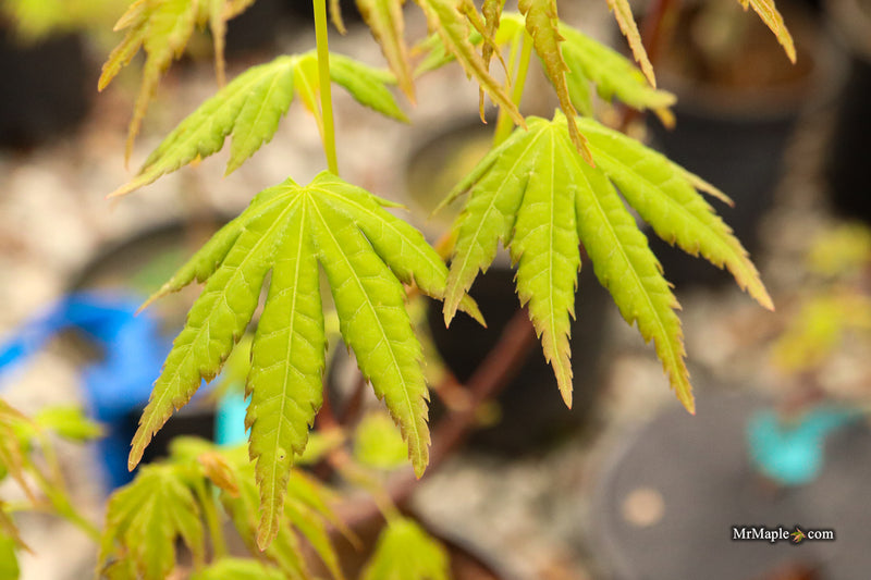Acer palmatum 'All Saints' Japanese Maple