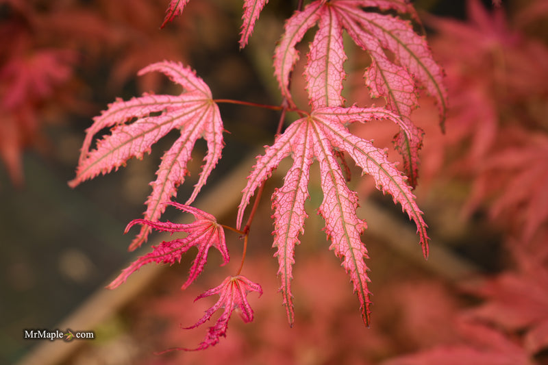 Acer palmatum 'Amagi shigure' Japanese Maple