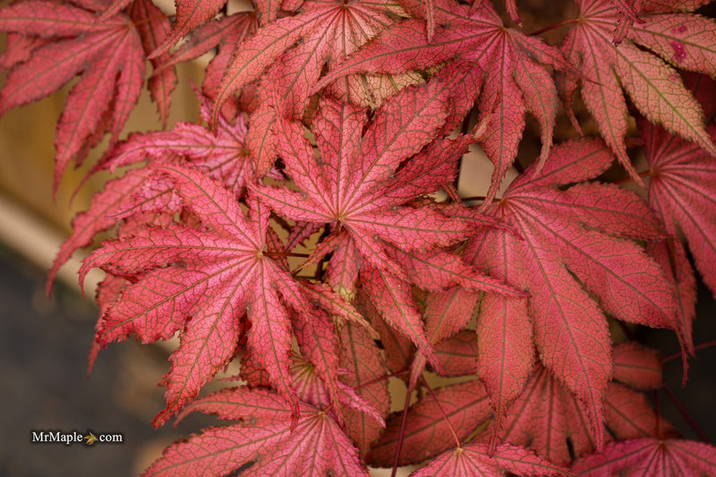Acer palmatum 'Amagi shigure' Japanese Maple