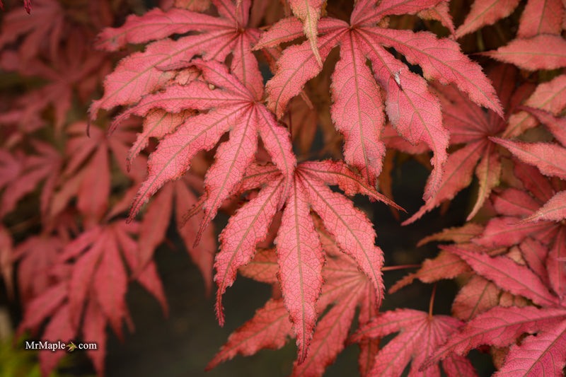 Acer palmatum 'Amagi shigure' Japanese Maple
