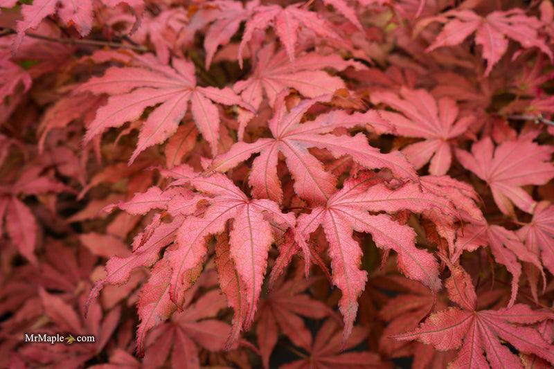 Acer palmatum 'Amagi shigure' Japanese Maple