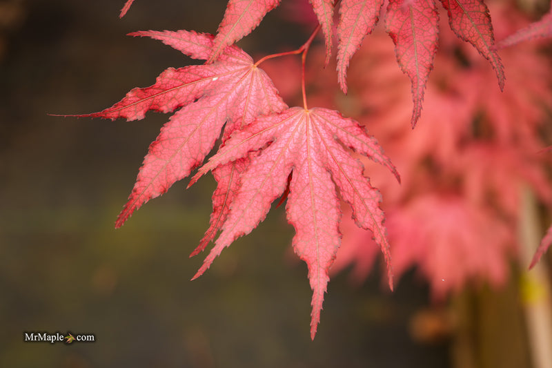 Acer palmatum 'Amagi shigure' Japanese Maple