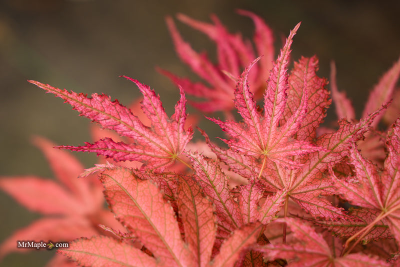 Acer palmatum 'Amagi shigure' Japanese Maple