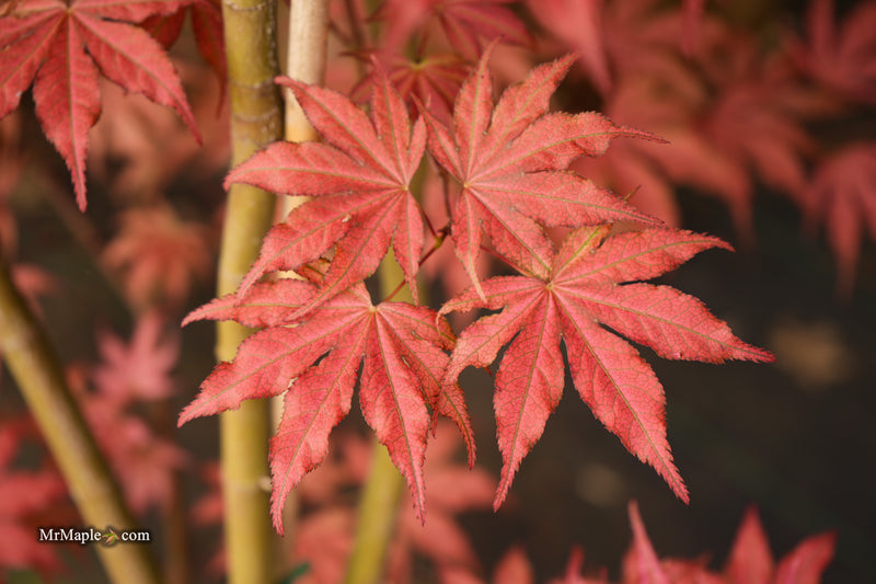 Acer palmatum 'Amagi shigure' Japanese Maple