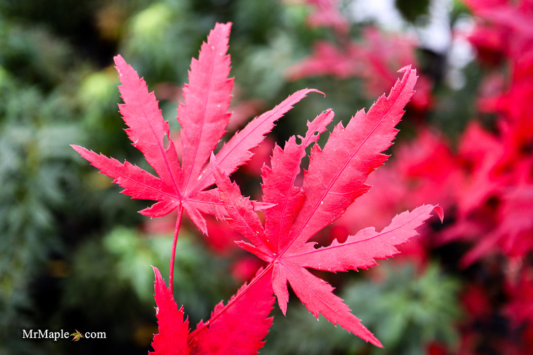 FOR PICK UP ONLY | Acer palmatum 'Amber Ghost' Japanese Maple | DOES NOT SHIP