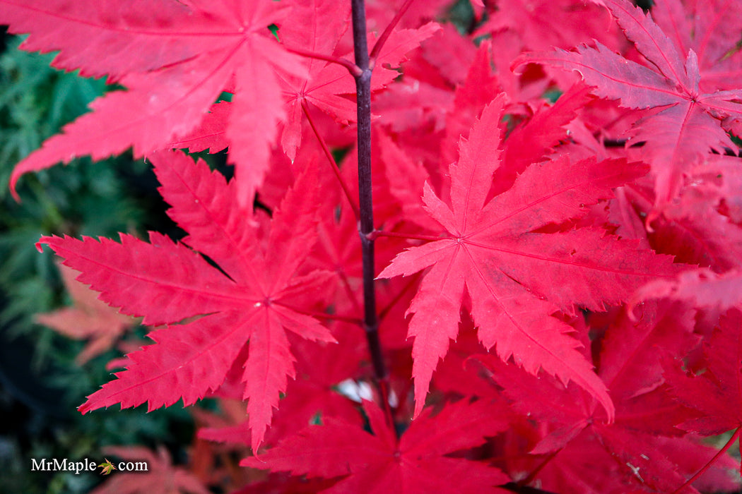 FOR PICK UP ONLY | Acer palmatum 'Amber Ghost' Japanese Maple | DOES NOT SHIP