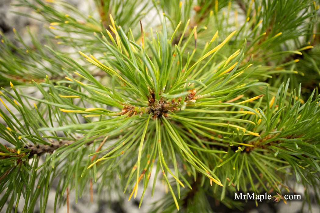 Pinus mugo 'Ambergold' Dwarf Golden Mugo Pine