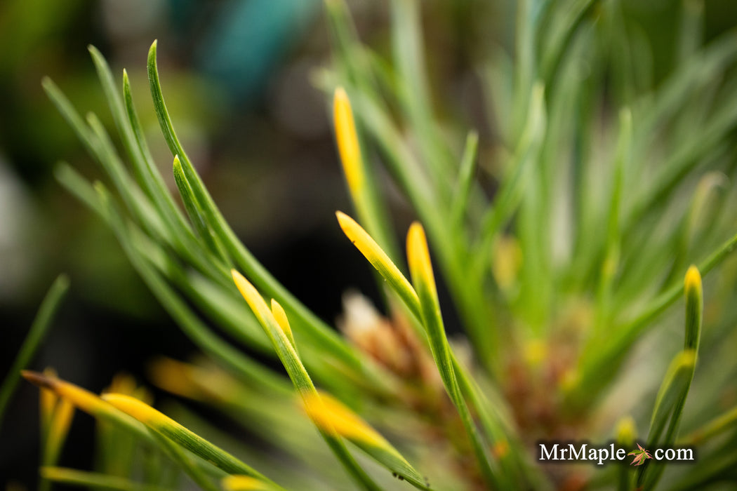 Pinus mugo 'Ambergold' Dwarf Golden Mugo Pine