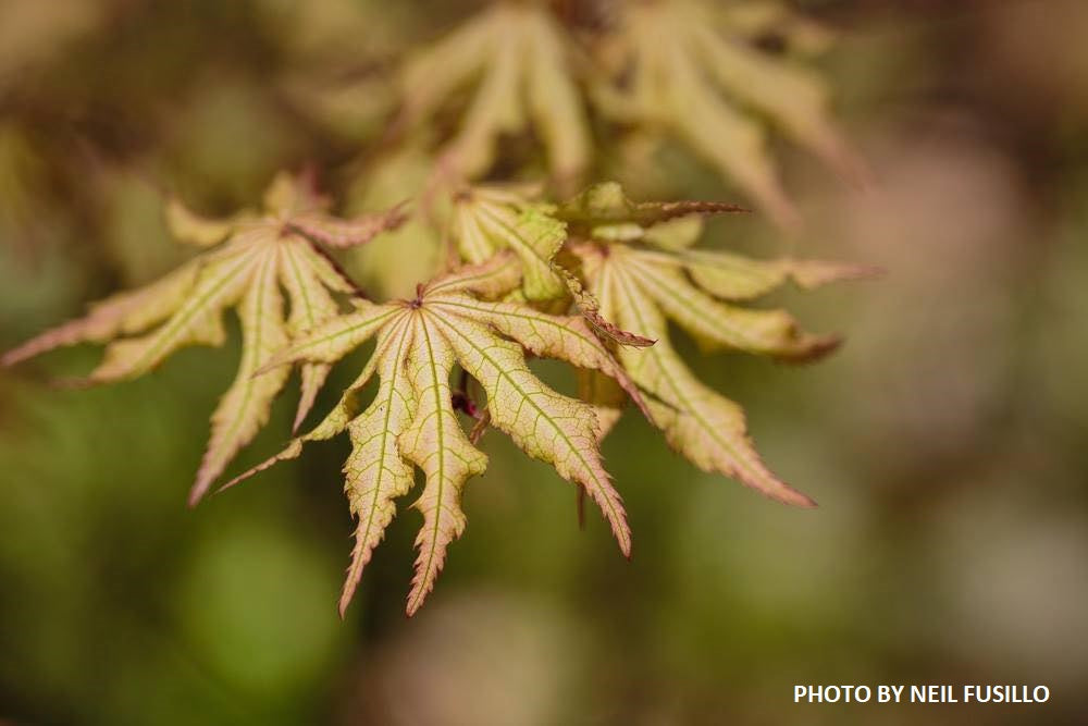 - FOR PICK UP ONLY | Acer palmatum 'Amber Ghost' Japanese Maple | DOES NOT SHIP - Mr Maple │ Buy Japanese Maple Trees