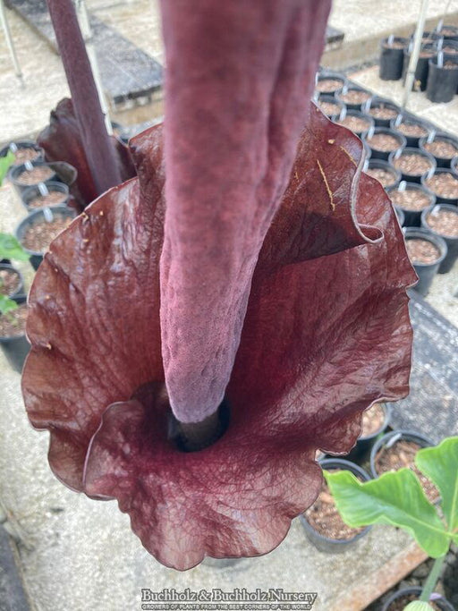 - Amorphophallus konjac Voodoo Lily - Mr Maple │ Buy Japanese Maple Trees