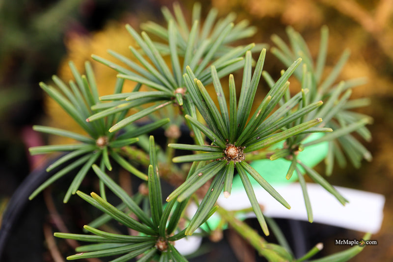 Sciadopitys verticillata 'Gruene Kugel' Japanese Umbrella Pine Tree