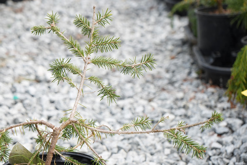 Picea abies 'Anita's Golden Cloak' Norway Spruce