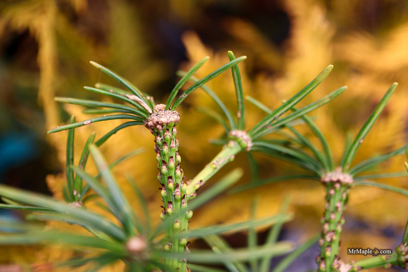 Sciadopitys verticillata 'Gruene Kugel' Japanese Umbrella Pine Tree