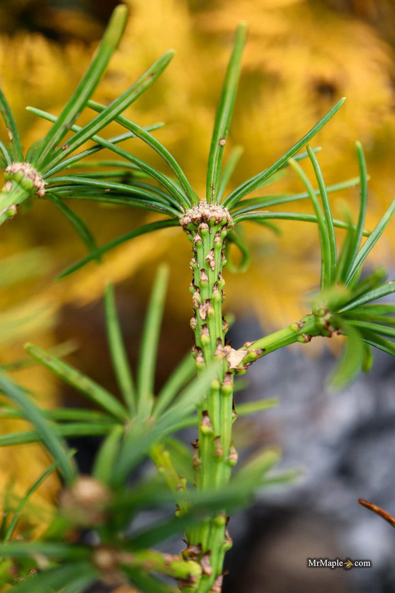Sciadopitys verticillata 'Gruene Kugel' Japanese Umbrella Pine Tree