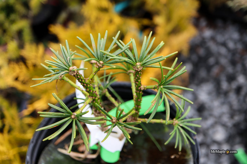 Sciadopitys verticillata 'Gruene Kugel' Japanese Umbrella Pine Tree