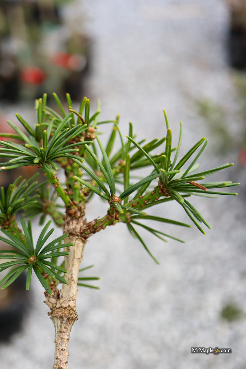 Sciadopitys verticillata 'Gruene Kugel' Japanese Umbrella Pine Tree