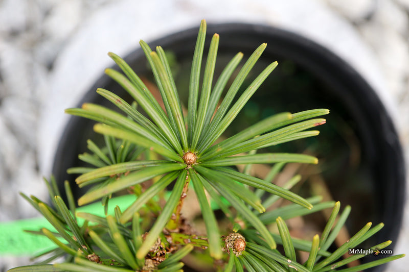 Sciadopitys verticillata 'Gruene Kugel' Japanese Umbrella Pine Tree
