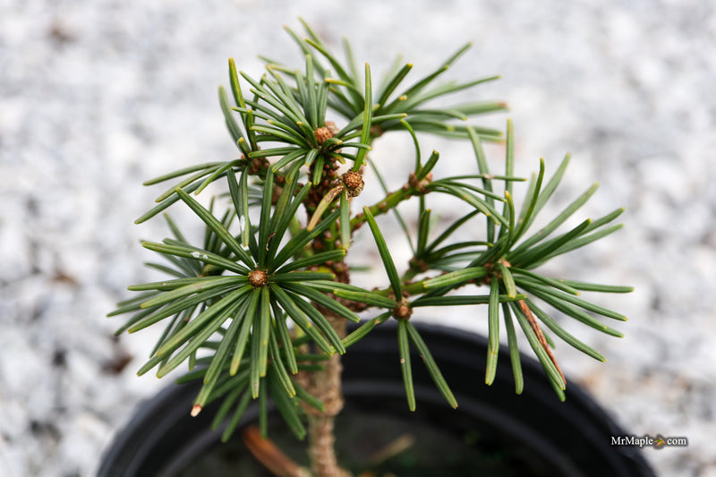 Sciadopitys verticillata 'Gruene Kugel' Japanese Umbrella Pine Tree