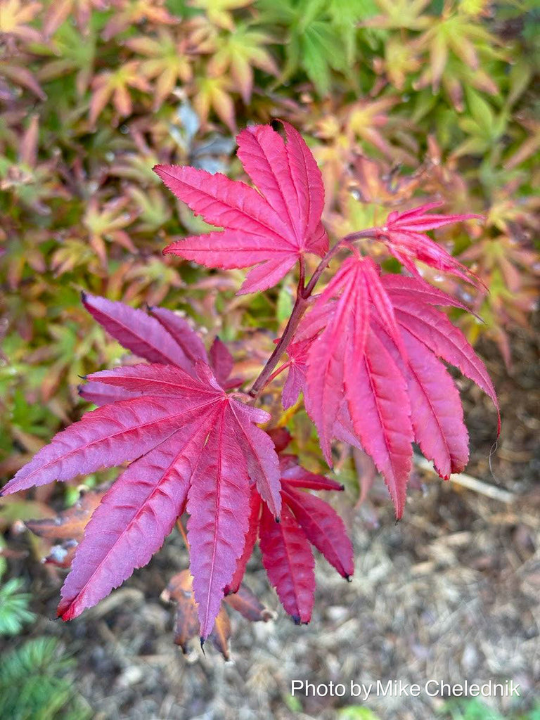 Buy Acer palmatum 'Sister Jackie' Rare Japanese Maple — Mr Maple