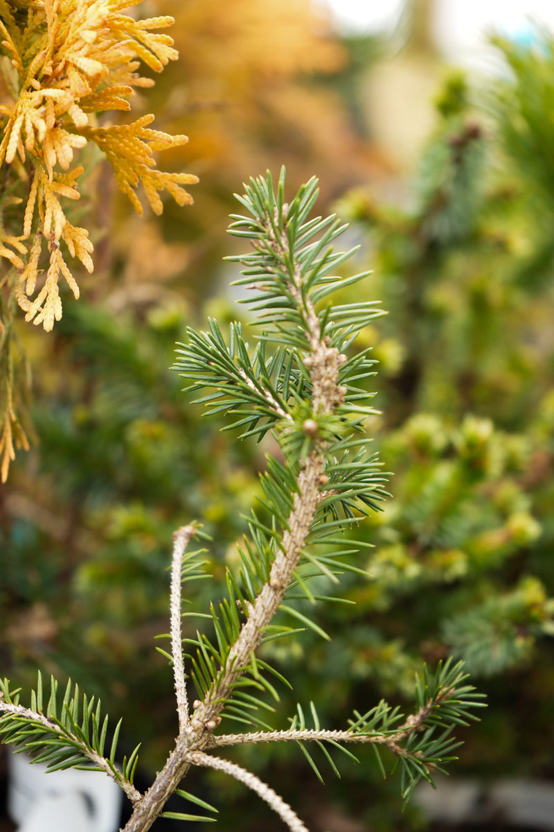 Picea abies 'Anita's Golden Cloak' Norway Spruce