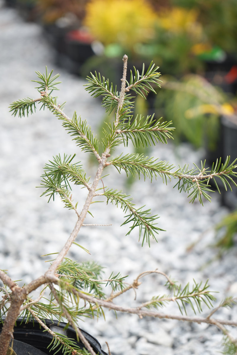 Picea abies 'Anita's Golden Cloak' Norway Spruce