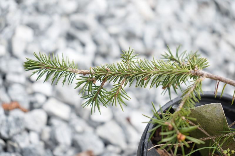 Picea abies 'Anita's Golden Cloak' Norway Spruce