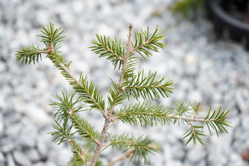 Picea abies 'Anita's Golden Cloak' Norway Spruce