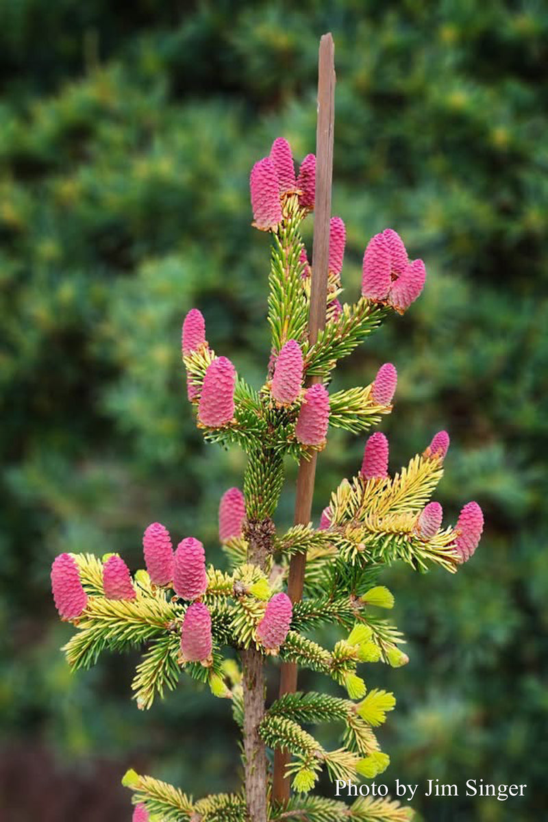 Picea abies 'Anita's Golden Cloak' Norway Spruce
