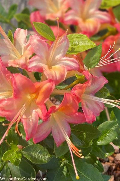 Rhododendron 'Ann Marie' Native Azalea