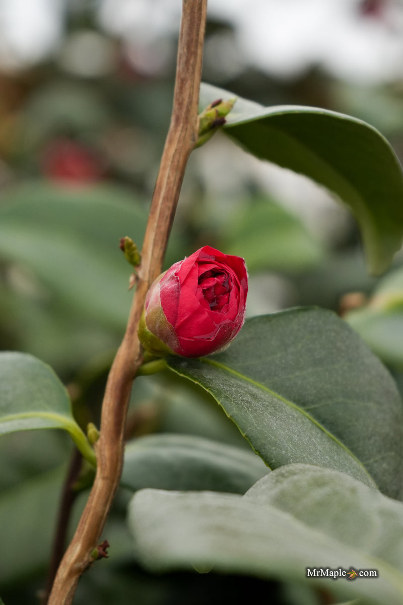 Camellia japonica 'April Tryst' Red Flowering Camellia