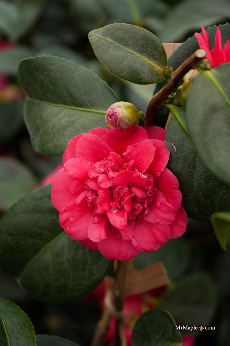 Camellia japonica 'April Tryst' Red Flowering Camellia