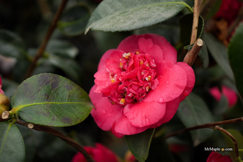 Camellia japonica 'April Tryst' Red Flowering Camellia
