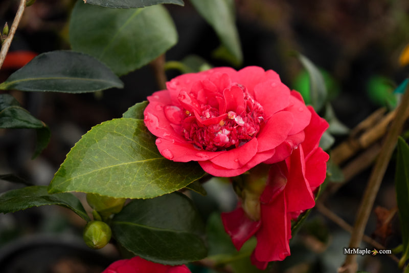 Camellia japonica 'April Tryst' Red Flowering Camellia