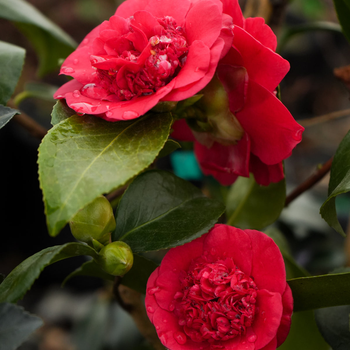 Buy Camellia japonica 'Pink Perfection' Pink Flowering Camellia — Mr Maple  │ Buy Japanese Maple Trees