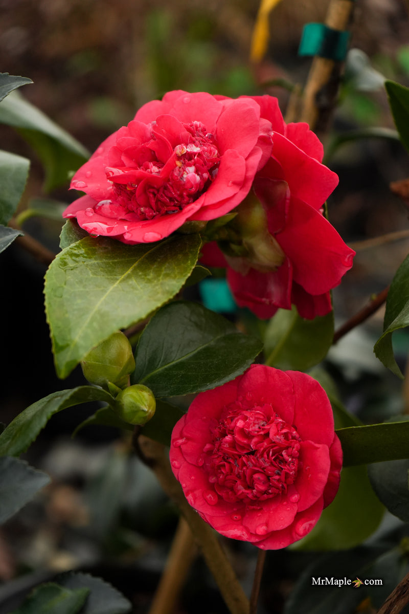 Camellia japonica 'April Tryst' Red Flowering Camellia
