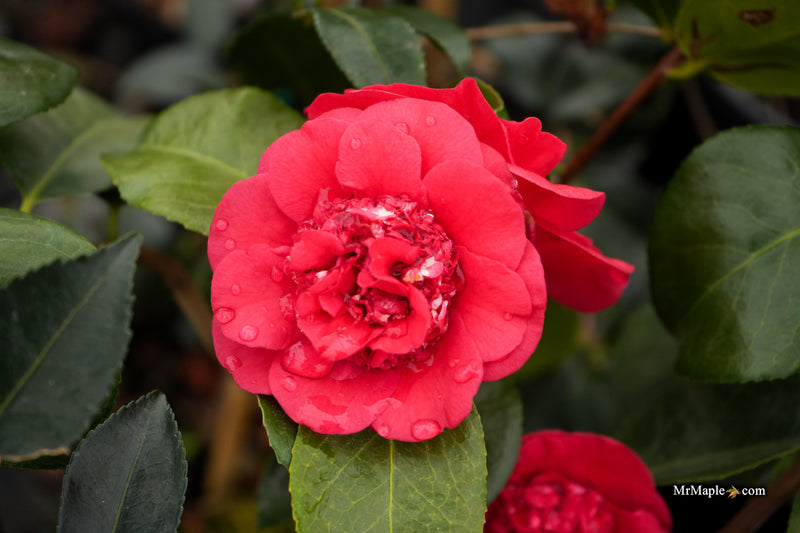 Camellia japonica 'April Tryst' Red Flowering Camellia