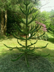 - Araucaria araucana Monkey Puzzle Tree Conifer - Mr Maple │ Buy Japanese Maple Trees