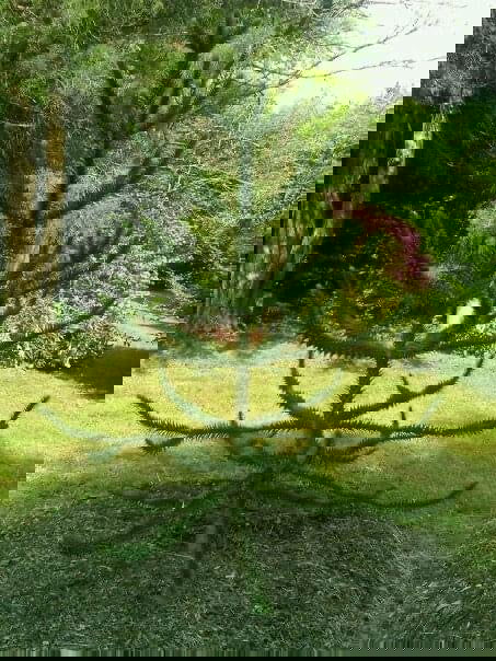 - Araucaria araucana Monkey Puzzle Tree Conifer - Mr Maple │ Buy Japanese Maple Trees