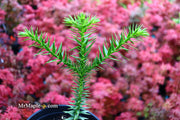 - Araucaria araucana Monkey Puzzle Tree Conifer - Mr Maple │ Buy Japanese Maple Trees